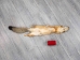 Kit Fox Skin: Gallery Item - 180-09-G4835 (Y2KWR)