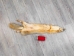 Kit Fox Skin: Gallery Item - 180-09-G4836 (Y2KWR)