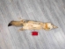 Kit Fox Skin: Gallery Item - 180-09-G4837 (Y2KWR)