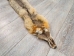 Kit Fox Skin: Gallery Item - 180-09-G4837 (Y2KWR)