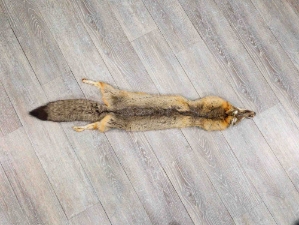 Kit Fox Skin: Gallery Item 