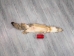 Trading Post Kit Fox Skin: Gallery Item - 180-09-G4838 (Y2KWR)