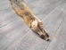 Trading Post Kit Fox Skin: Gallery Item - 180-09-G4838 (Y2KWR)