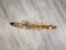 Trading Post Kit Fox Skin: Gallery Item - 180-09-G4838 (Y2KWR)