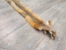 Trading Post Kit Fox Skin: Gallery Item - 180-09-G4839 (Y2KWR)