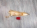 Craft Grade Kit Fox Skin: Gallery Item - 180-09-G4840 (Y2KWR)