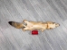 Trading Post Kit Fox Skin: Gallery Item - 180-09-G4841 (Y2KWR)