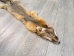 Trading Post Kit Fox Skin: Gallery Item - 180-09-G4841 (Y2KWR)