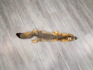 Trading Post Kit Fox Skin: Gallery Item 