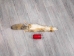 Reject Grade Kit Fox Skin: Gallery Item - 180-09-G4844 (Y2KWR)