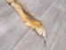 Reject Grade Kit Fox Skin: Gallery Item - 180-09-G4844 (Y2KWR)