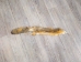 Reject Grade Kit Fox Skin: Gallery Item - 180-09-G4844 (Y2KWR)