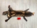 Mutation Fox Skin: Gallery Item - 180-MU-G4650 (Y2KWR)