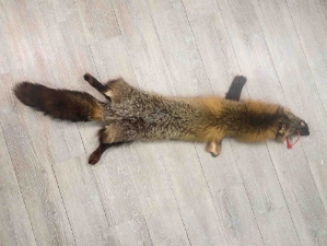 Mutation Fox Skin: Gallery Item 