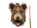 Mounted Wild Boar Head: Small: Gallery Item - 20-70-G4510 (Y2NXX)