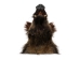 Mounted Wild Boar Head: Small: Gallery Item - 20-70-G4510 (Y2NXX)