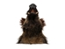 Mounted Wild Boar Head: Small: Gallery Item - 20-70-G4510 (Y2N)