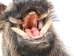 Mounted Wild Boar Head: Small: Gallery Item - 20-70-G4510 (Y2NXX)