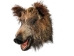 Mounted Wild Boar Head: Small: Gallery Item - 20-70-G4510 (Y2NXX)