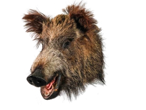 Mounted Wild Boar Head: Small: Gallery Item 