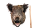 Mounted Wild Boar Head: Small: Gallery Item - 20-70-G4511 (Y2NXX)
