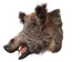 Mounted Wild Boar Head: Small: Gallery Item - 20-70-G4511 (Y2NXX)