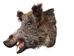 Mounted Wild Boar Head: Small: Gallery Item - 20-70-G4511 (Y2N)