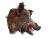 Mounted Wild Boar Head: Small: Gallery Item - 20-70-G4511 (Y2NXX)