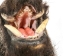 Mounted Wild Boar Head: Small: Gallery Item - 20-70-G4511 (Y2NXX)