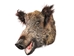 Mounted Wild Boar Head: Small: Gallery Item - 20-70-G4511 (Y2N)
