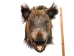 Mounted Wild Boar Head: Small: Gallery Item - 20-70-G4512 (Y2NXX)