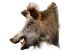 Mounted Wild Boar Head: Small: Gallery Item - 20-70-G4512 (Y2NXX)