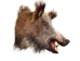 Mounted Wild Boar Head: Small: Gallery Item - 20-70-G4512 (Y2NXX)