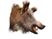 Mounted Wild Boar Head: Small: Gallery Item - 20-70-G4512 (Y2N)