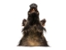 Mounted Wild Boar Head: Small: Gallery Item - 20-70-G4512 (Y2NXX)