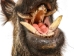 Mounted Wild Boar Head: Small: Gallery Item - 20-70-G4512 (Y2NXX)