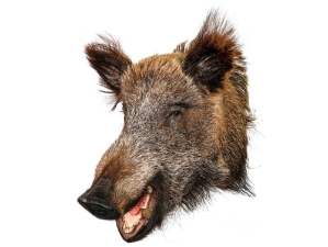 Mounted Wild Boar Head: Small: Gallery Item 