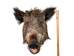 Mounted Wild Boar Head: Small: Gallery Item - 20-70-G4513 (Y2NXX)