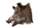Mounted Wild Boar Head: Small: Gallery Item - 20-70-G4513 (Y2NXX)