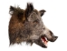 Mounted Wild Boar Head: Small: Gallery Item - 20-70-G4513 (Y2NXX)