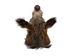 Mounted Wild Boar Head: Small: Gallery Item - 20-70-G4513 (Y2N)