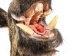 Mounted Wild Boar Head: Small: Gallery Item - 20-70-G4513 (Y2NXX)