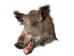 Mounted Wild Boar Head: Small: Gallery Item - 20-70-G4513 (Y2NXX)