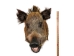 Mounted Wild Boar Head: Small: Gallery Item - 20-70-G4514 (Y2NXX)