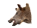 Mounted Wild Boar Head: Small: Gallery Item - 20-70-G4514 (Y2NXX)