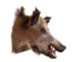 Mounted Wild Boar Head: Small: Gallery Item - 20-70-G4514 (Y2NXX)