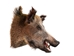 Mounted Wild Boar Head: Small: Gallery Item - 20-70-G4514 (Y2N)
