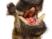 Mounted Wild Boar Head: Small: Gallery Item - 20-70-G4514 (Y2NXX)