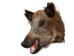 Mounted Wild Boar Head: Small: Gallery Item - 20-70-G4514 (Y2NXX)