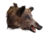 Mounted Wild Boar Head: Large: Gallery Item - 20-70-G4515 (Y2NXX)